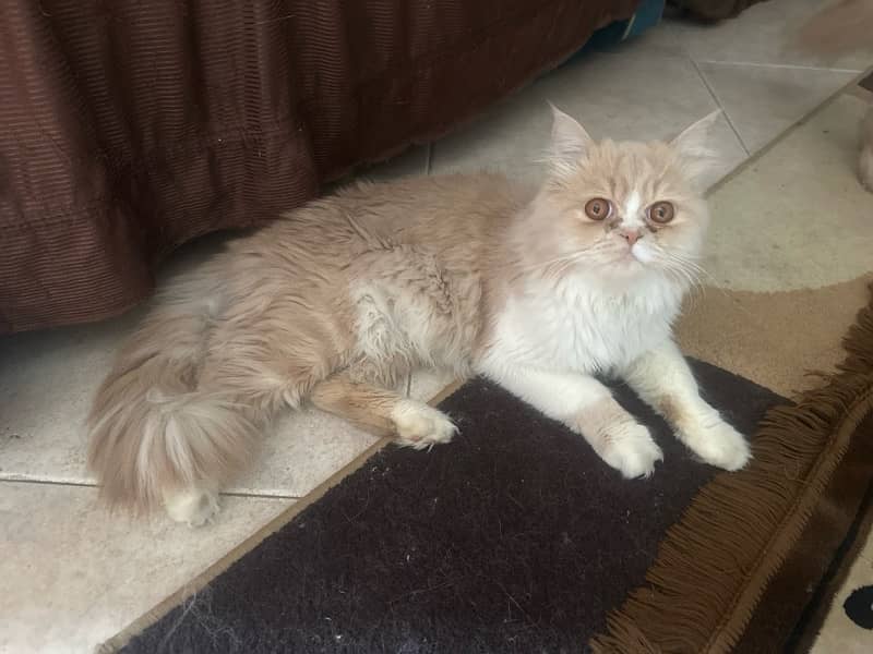 pure persian fluffy punch face male and female cats available 0