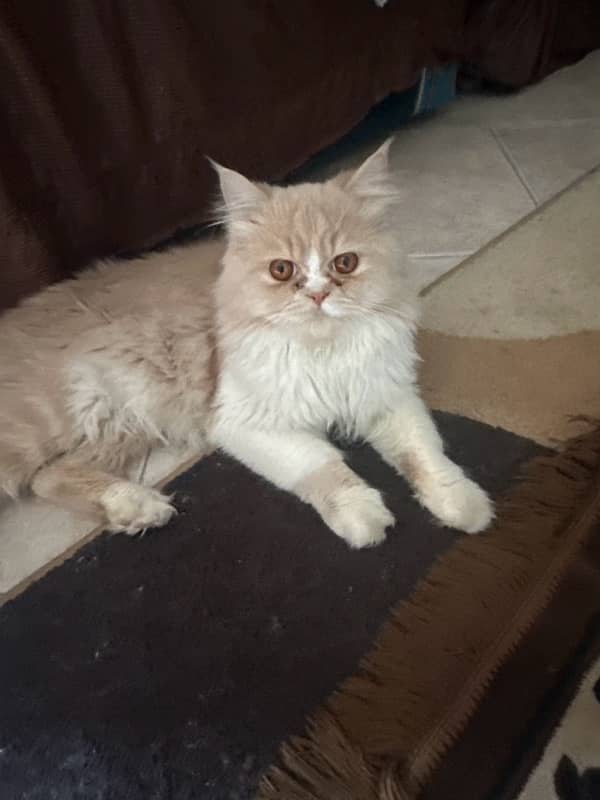 pure persian fluffy punch face male and female cats available 1