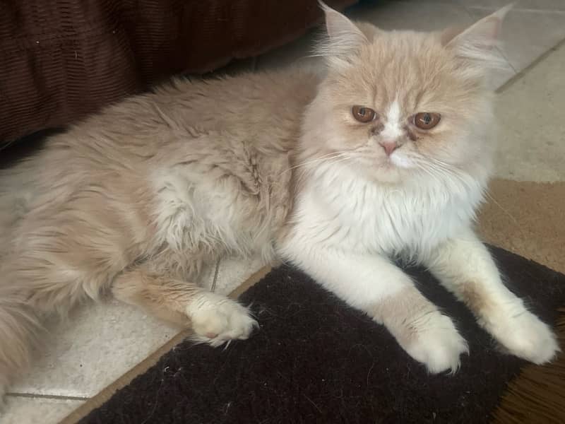 pure persian fluffy punch face male and female cats available 2