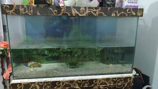 Aquarium for sale steel town karachi