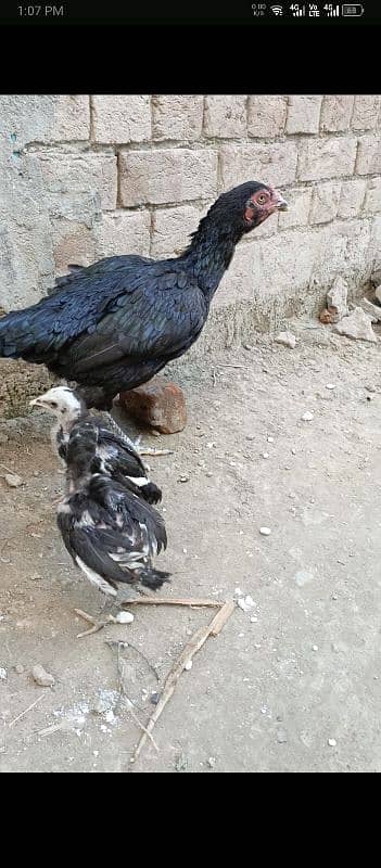 LOCKER MAADI WITH CHICKS 2