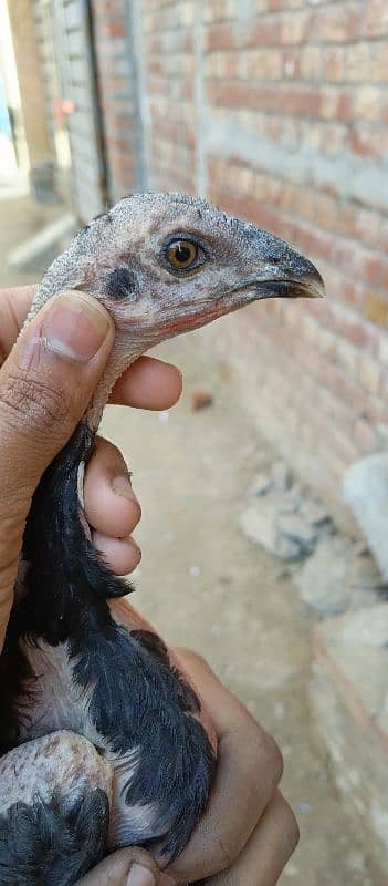 LOCKER MAADI WITH CHICKS 19