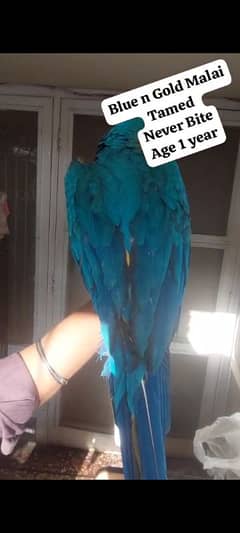 Macaw