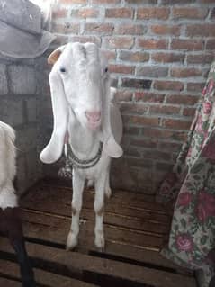 beetal doodh wali bakri