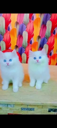 Persian cat for sale male or female my WhatsApp0329=3683390