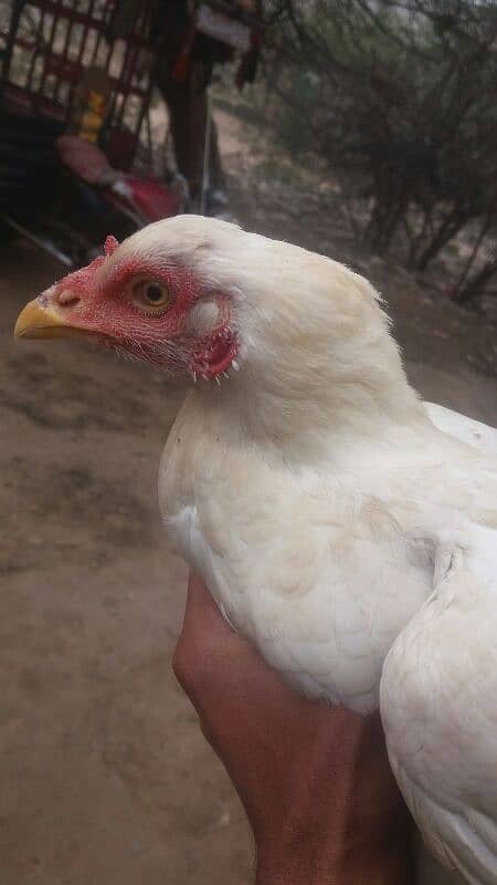 Aseel patha and Aseel breeder  for sale 03038026175 14