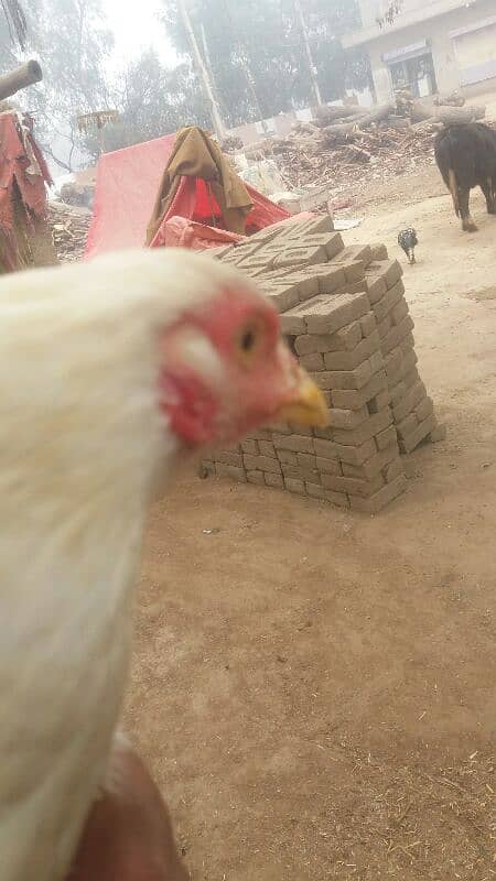 Aseel patha and Aseel breeder  for sale 03038026175 18