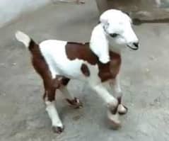 Desi Bakra ka bacha age 4 months