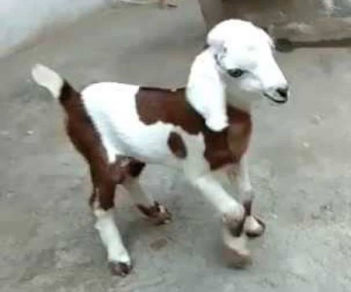 Bakra ka bacha multan ki breed age 4 months 0