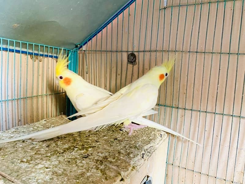 Cockatiel for breeding pair 1