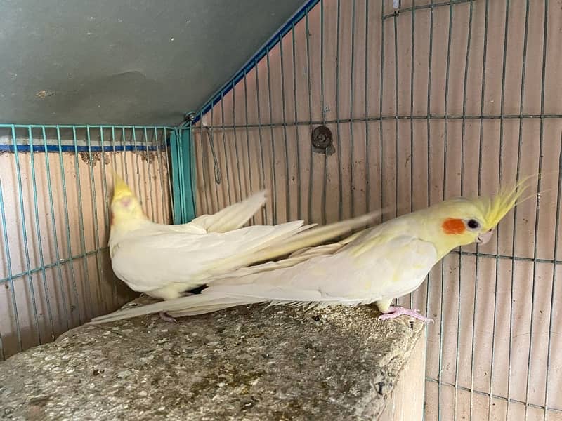 Cockatiel for breeding pair 2