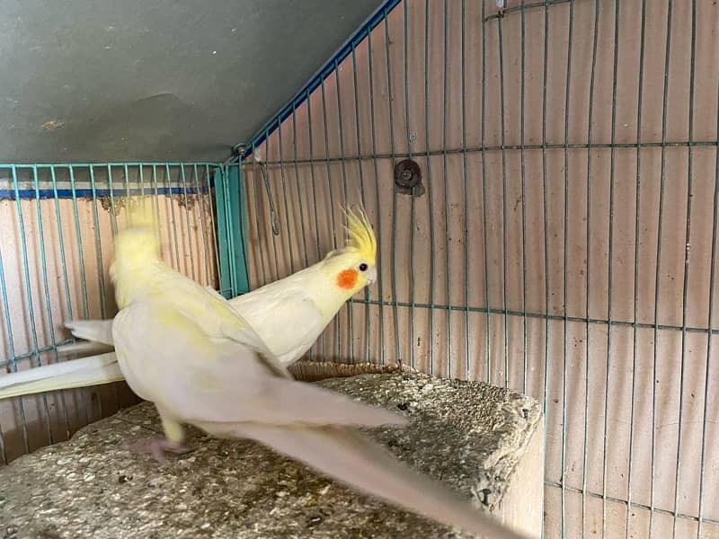 Cockatiel for breeding pair 3