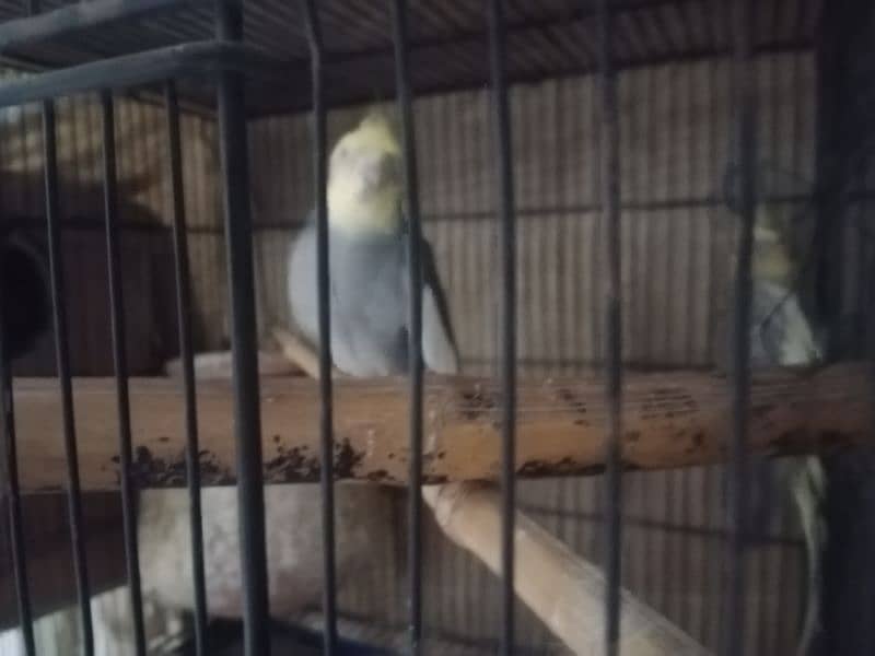 male and female cocktail pair for sale 1