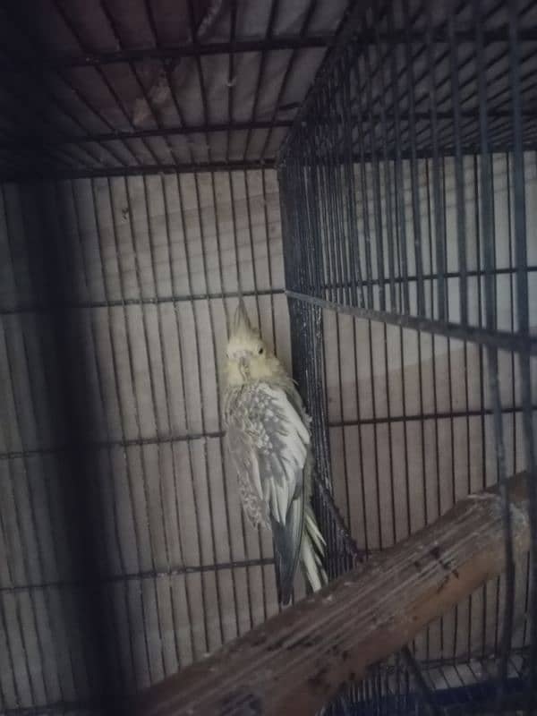 male and female cocktail pair for sale 2