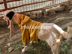 Gulabi bakri mundi SATH 2 Bachu Mundry | Gulabi Goat | Goat for sale