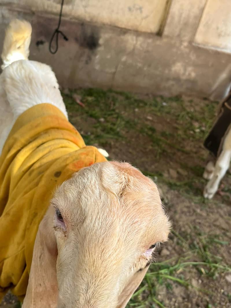 Gulabi bakri mundi SATH 2 Bachu Mundry | Gulabi Goat | Goat for sale 1