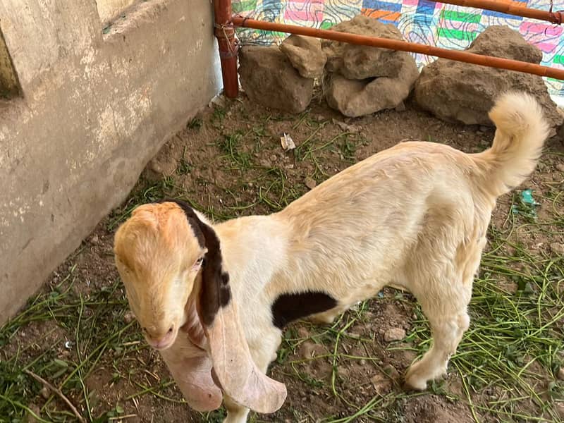 Gulabi bakri mundi SATH 2 Bachu Mundry | Gulabi Goat | Goat for sale 3