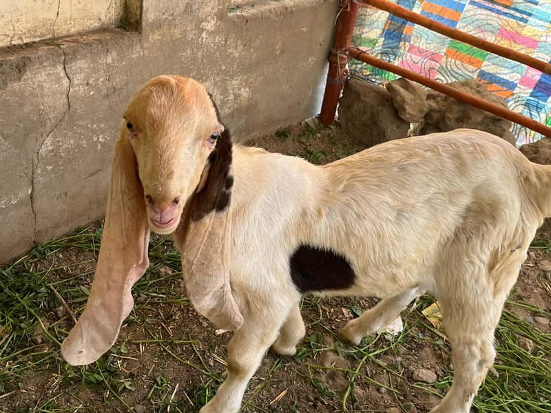 Gulabi bakri mundi SATH 2 Bachu Mundry | Gulabi Goat | Goat for sale 4