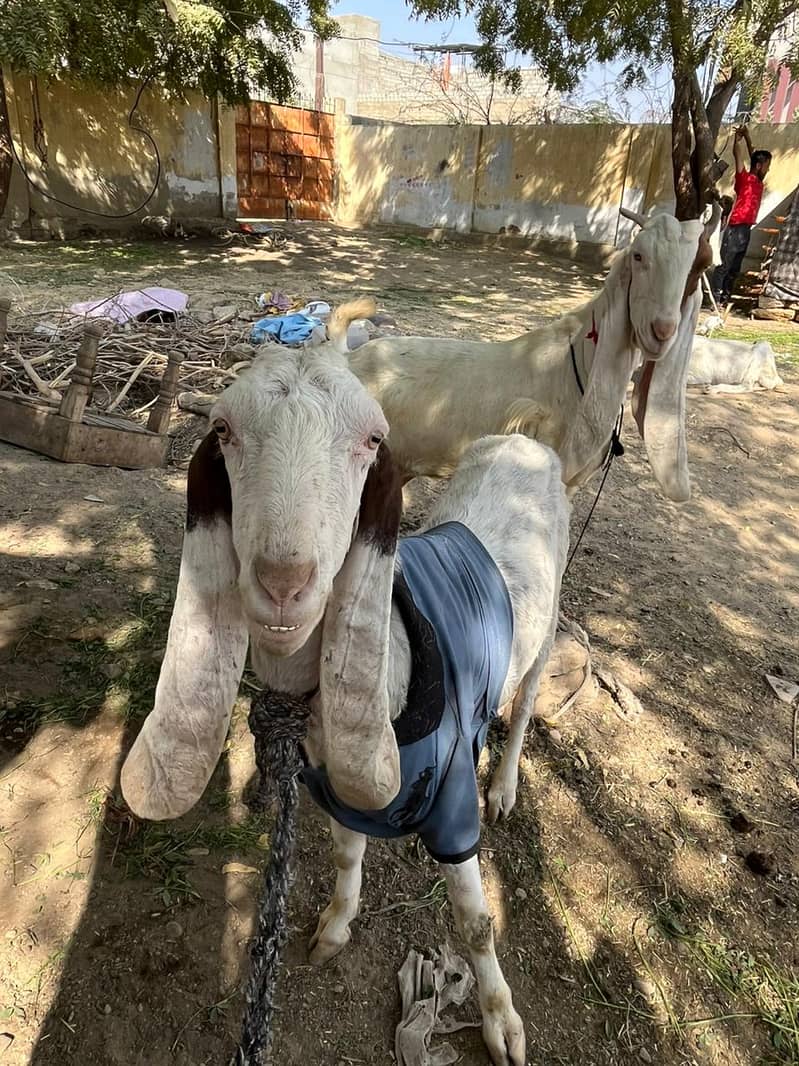 Gulabi bakri mundi SATH 2 Bachu Mundry | Gulabi Goat | Goat for sale 5