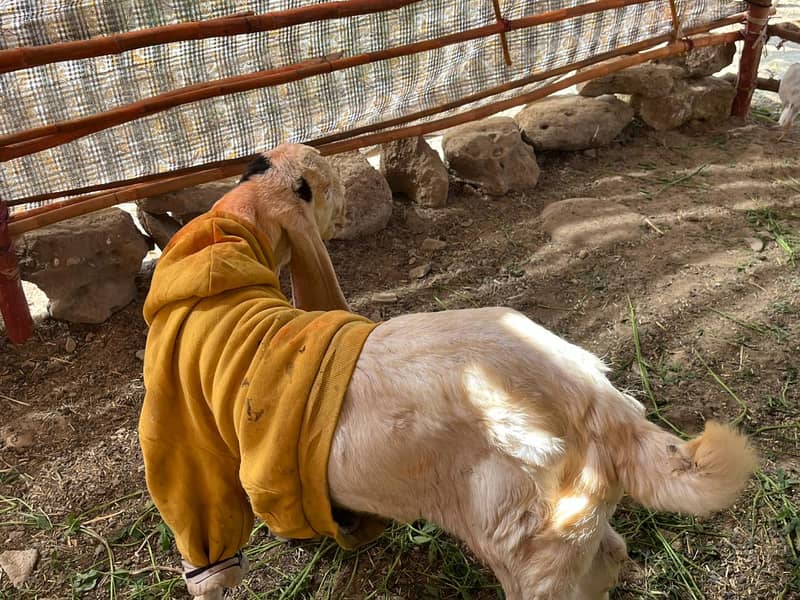 Gulabi bakri mundi SATH 2 Bachu Mundry | Gulabi Goat | Goat for sale 7