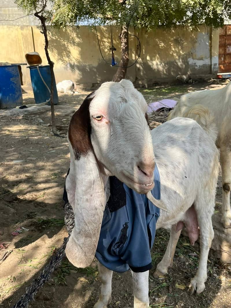 Gulabi bakri mundi SATH 2 Bachu Mundry | Gulabi Goat | Goat for sale 8