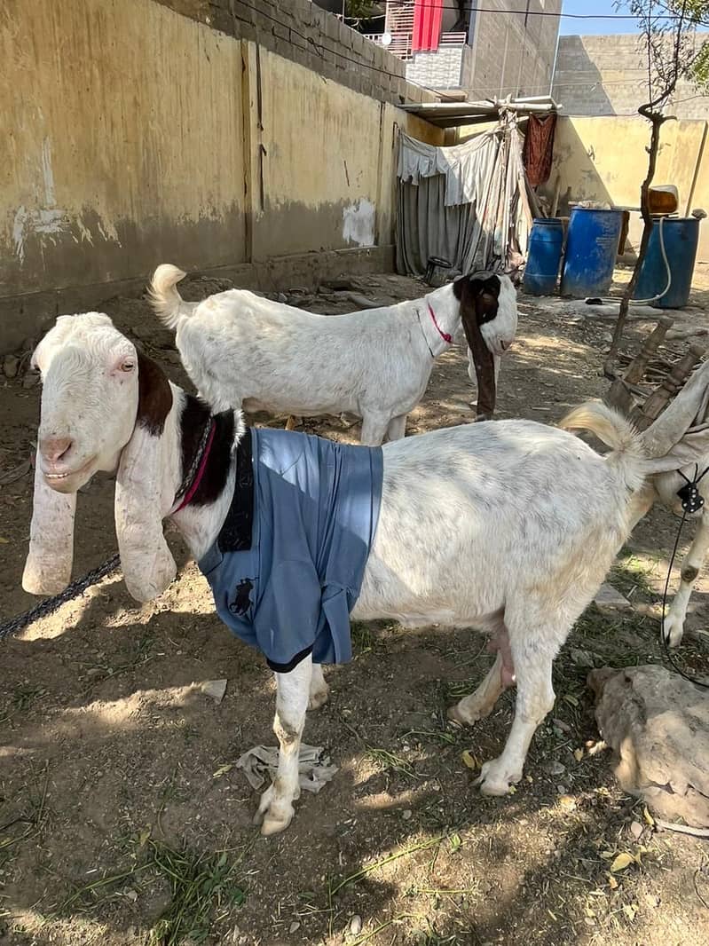 Gulabi bakri mundi SATH 2 Bachu Mundry | Gulabi Goat | Goat for sale 9