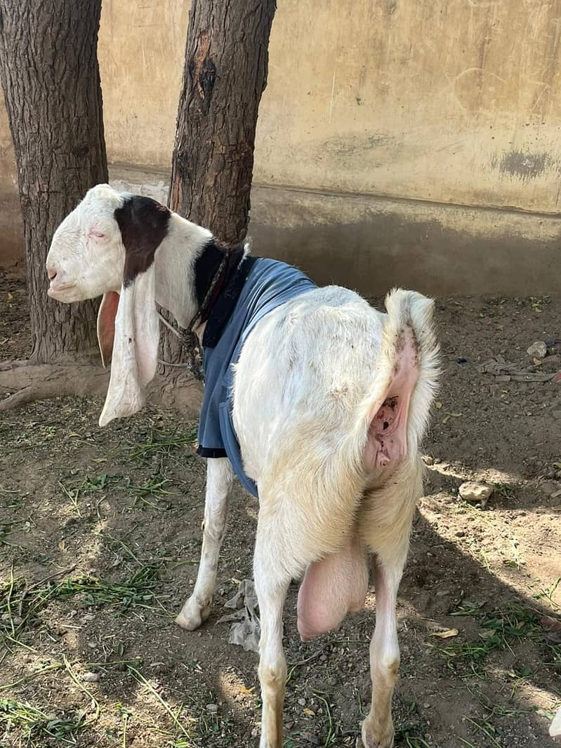 Gulabi bakri mundi SATH 2 Bachu Mundry | Gulabi Goat | Goat for sale 10