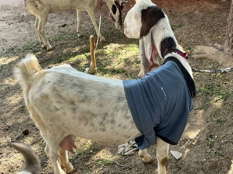 Gulabi bakri mundi SATH 2 Bachu Mundry | Gulabi Goat | Goat for sale 11