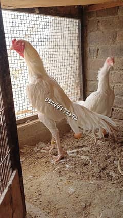 White Heera | Aseel | Breeder | Pakistani Aseel | Heera Aseel