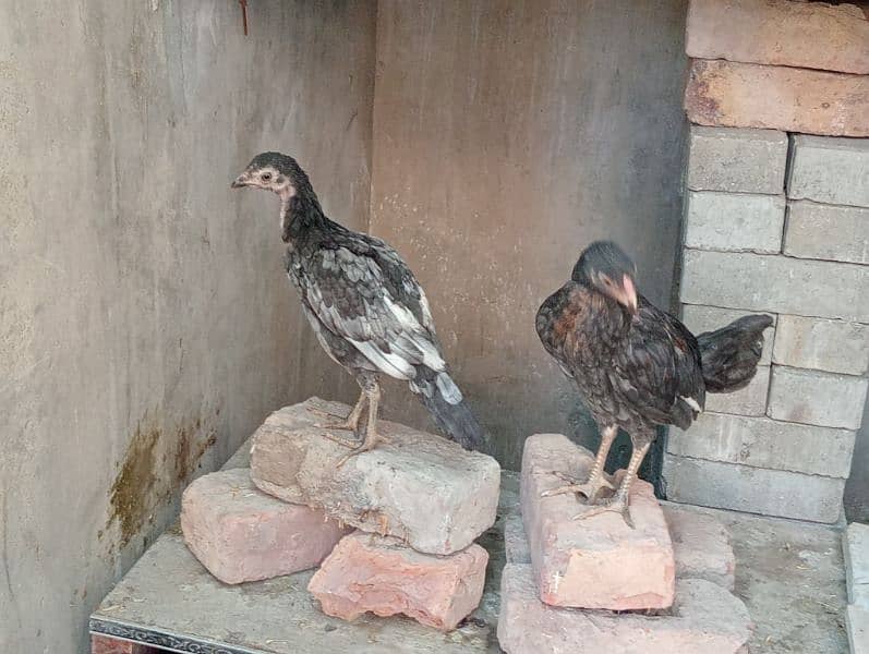 paper white heeri & satmori mushki 2 chick Sindhi 1 male boska 1 Aseel 0