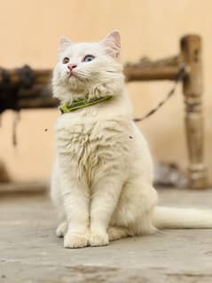 Persian Cat | Piki face | 10 months old | Attractive eyes |