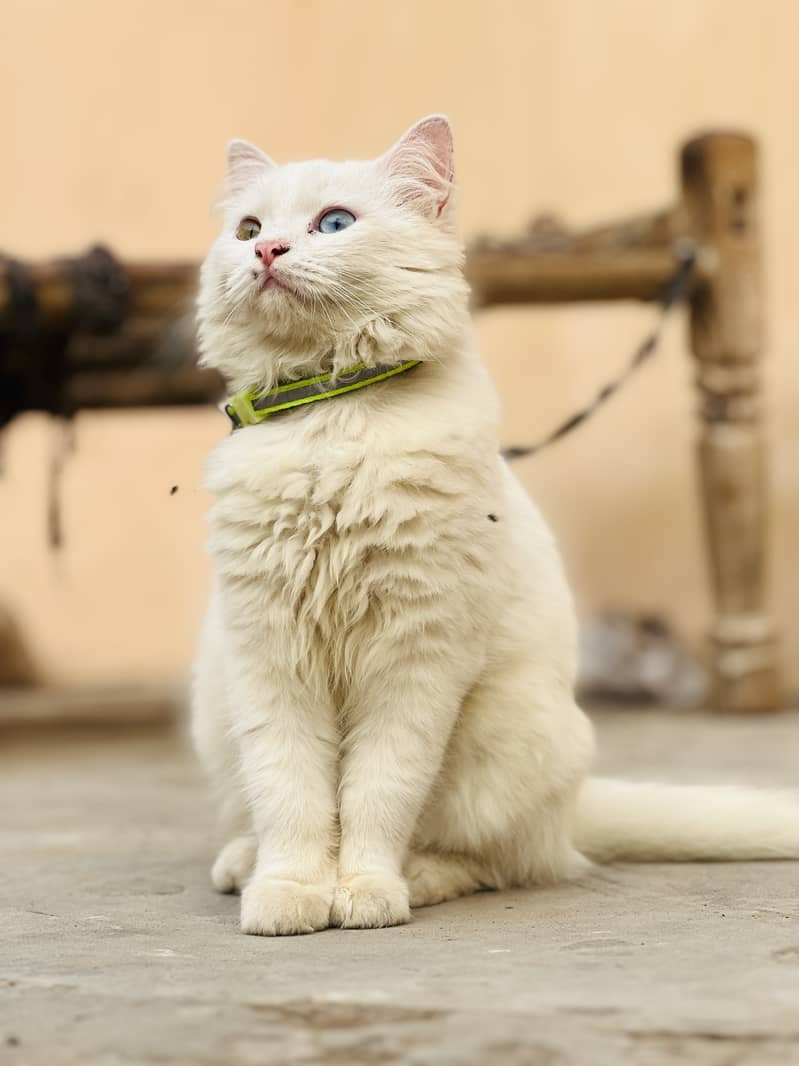 Persian Cat | Piki face | 10 months old | Attractive eyes | 0