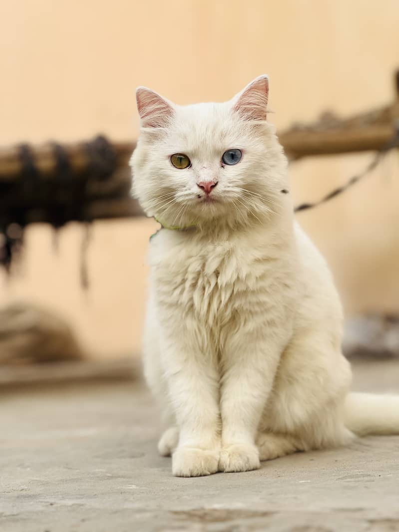 Persian Cat | Piki face | 10 months old | Attractive eyes | 1