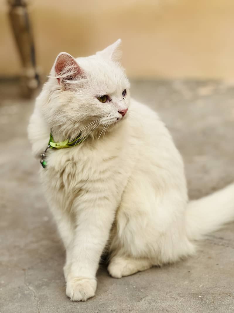 Persian Cat | Piki face | 10 months old | Attractive eyes | 2