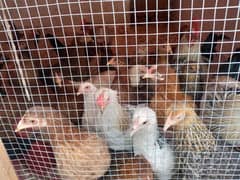 golden missry egg laying hens