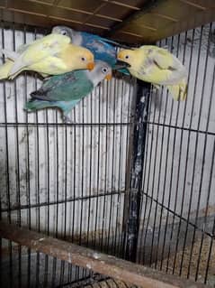 cremino decino albino parrots