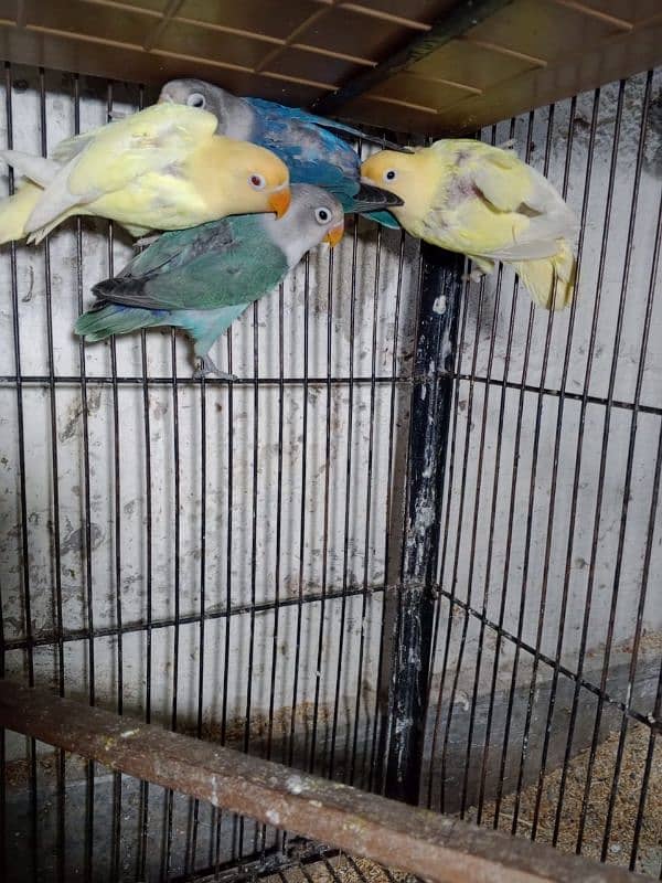 cremino decino albino parrots 0