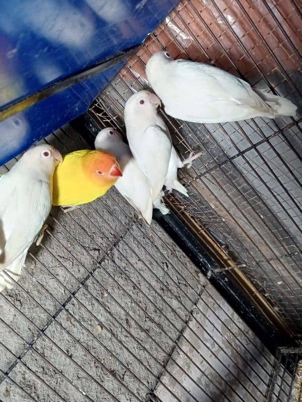 cremino decino albino parrots 3