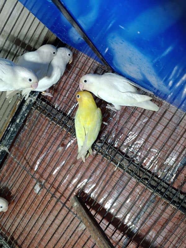 cremino decino albino parrots 4