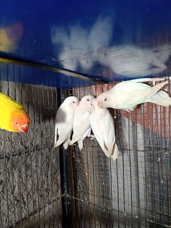 cremino decino albino parrots 6