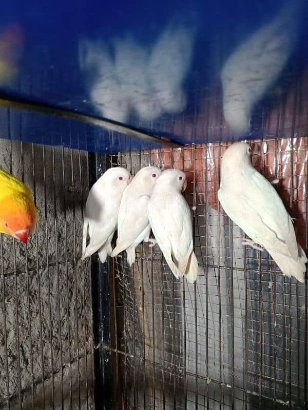 cremino decino albino parrots 7