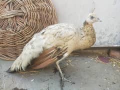 peahen for sale