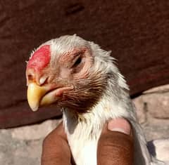 parrot beak long tail Tamil Nadu