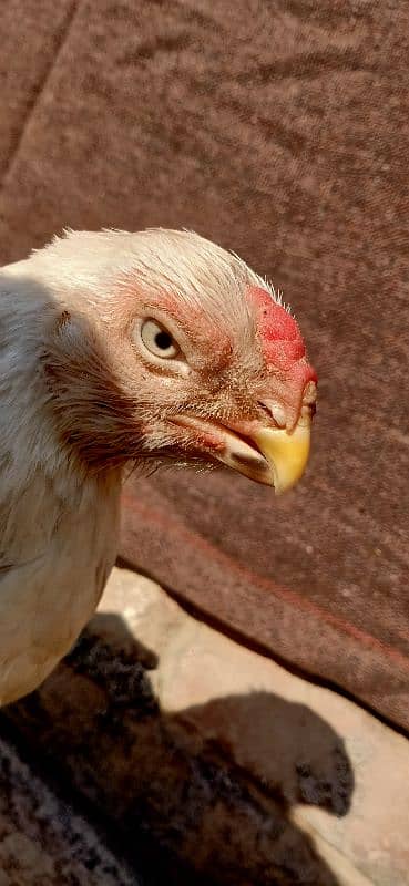 parrot beak long tail Tamil Nadu 3