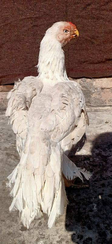 parrot beak long tail Tamil Nadu 6