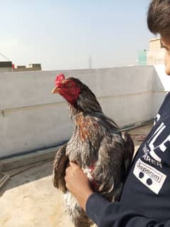 breeder male slata pure mianwali