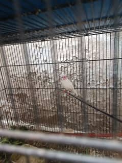 java brids and cage forsale