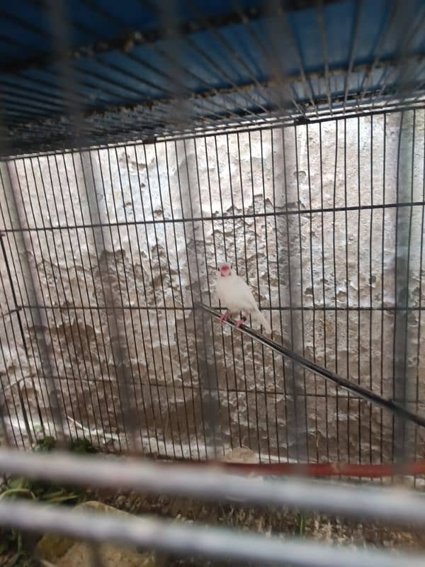 java brids and cage forsale 0