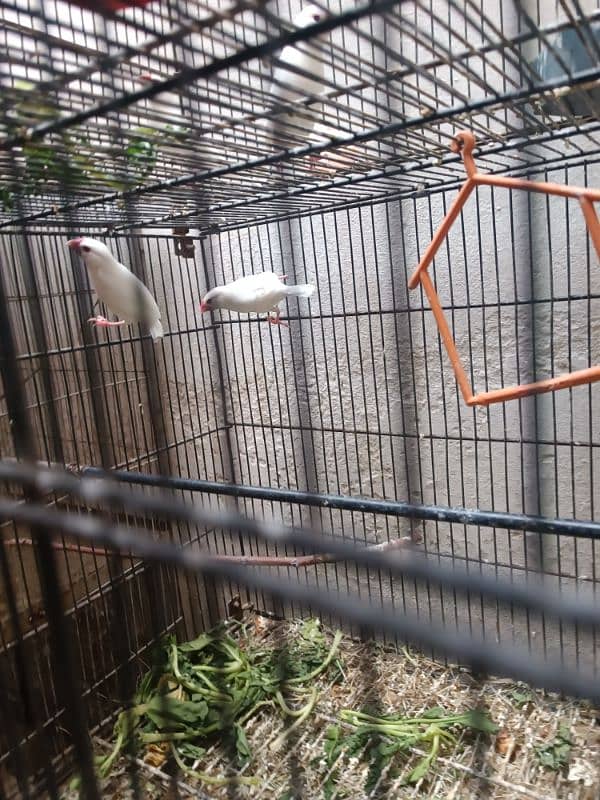 java brids and cage forsale 1