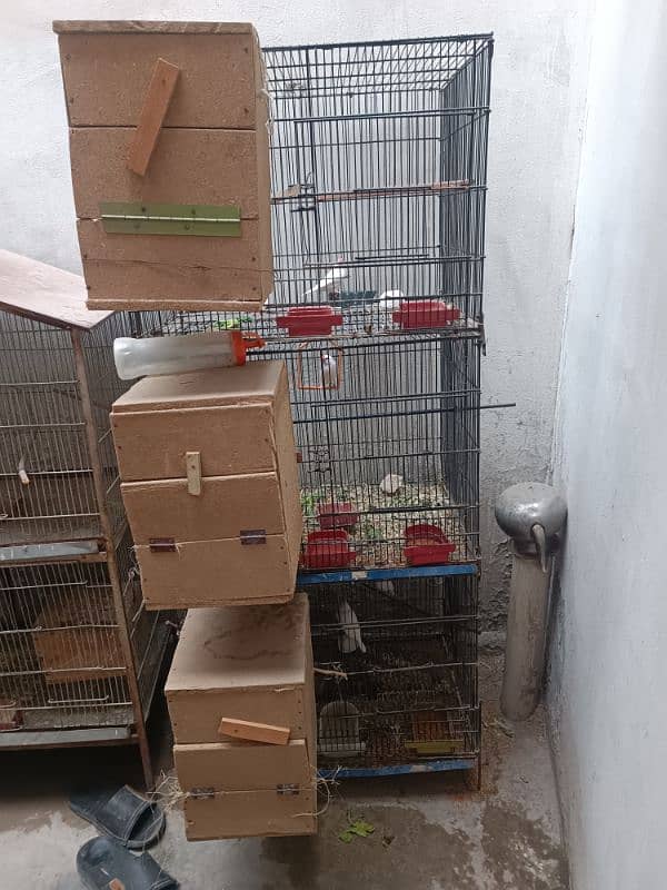 java brids and cage forsale 4